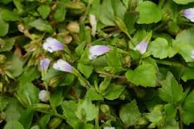 Image result for Linderniaceae