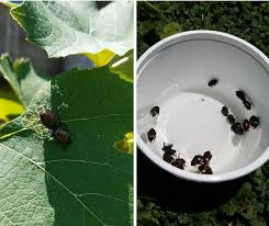 We did not find results for: How To Get Rid Of Japanese Beetles And Save Your Garden