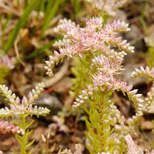 Image result for Sedum