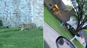 12315 fm 1960 huffman, harris county 77336 usa. Owner Of Tiger Roaming Loose Outside West Houston Home Was Out On Bond In 2017 Murder Records Show 6abc Philadelphia