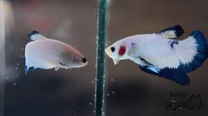 Imported Fancy Blue Rim Hmpk Betta Pair Betta Fish Betta Fish Pet