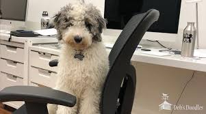 We warrantee our puppies against genetic defects and they are registered with the goldendoodle association of north america, inc. Bernedoodle Goldendoodle And Sheepadoodle Puppies In Virginia And Washington Dc By Deb S Doodles