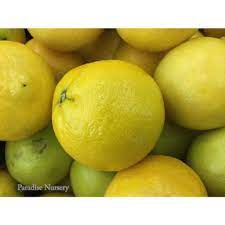 Sweet lemons (also known as kumquats) are some of the easiest fruit trees to grow in garden pots/containers botanically known as citrus japonica. Persian Sweet Lemon From Paradise Nursery In Los Angeles