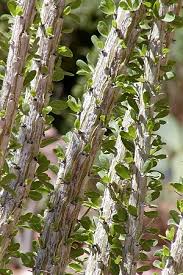 Image result for Coelachne auquieri