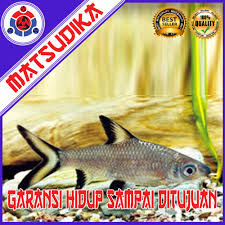 Kedua ikan ini ditemukan di lingkungan blackwater di lembah amazon tempat. Ikan Hias Hiu Bala Shark Aquarium Aquascape Garansi Hidup Shopee Indonesia