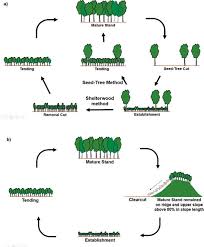 Browse and download hd pine tree png images with transparent background for free. Establishment Regeneration And Succession Of Korean Red Pine Pinus Densiflora S Et Z Forest In Korea Intechopen