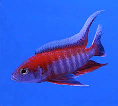 Aulonocara Jacobfreibergi Eureka Red Ikan