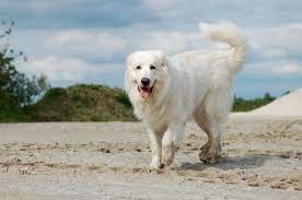 Chien de montagne des pyrenees. Chien De Montagne Des Pyrenees Hunderasse Mit Bild Info Temperament Charakteristiken Und Fakten