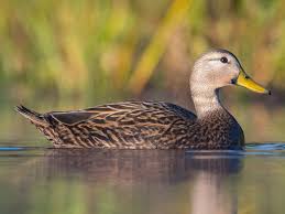 Mottled Duck - eBird