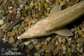 53.54 mb acipenser ruthenus 1.jpg 640 × 307; Acipenser Ruthenus Pictures Sterlet Images Nature Wildlife Photos Naturephoto
