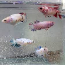 .cupang jantan dan betina bagi pemula harus diwajibkan karna memang hal yang utama untuk memelihara ikan cupang atau betta itu harus tau mana yang jantan dan mana yang betina. Jual Promo Jual Ikan Cupang Betina Plakat Galaxy Siap Kawin Di Lapak Murayshop Bukalapak