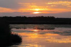 Federsee is a lake located just north of bad buchau in the region of upper swabia in southern germany. Einflug Der Stare Am Federsee Bei Bad Buchau
