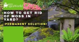Plus, the japanese climbing fern occupies moist areas, making water another means of dispersal. How To Get Rid Of Moss In Yard Permanent Solution