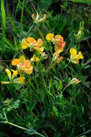 Image result for Lotus namulensis