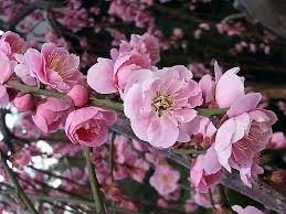 They are edible and bonsai suitable as well, making for. Prunus Mume Aka Chinese Plum Or Japanese Apricot