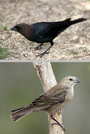Birds That Lay Their Eggs On The Ground Brown Headed Cowbird Molothrus Ater Bird Species Species Bird