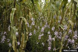 Image result for Striga hermonthica