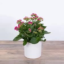 Image result for Kalanchoe