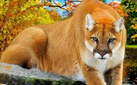 Shop our collection of clothes, accessories, design & more Puma Animal Wallpapers Wallpaper Cave
