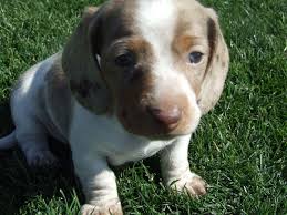 Black And Tan Reverse Dapple Dachshund Isabella Dapple Piebald Baby With Beautiful Blue Eyes From Arizona Ground Hounds Sam Dachshund Puppies Beautiful Blue Eyes Cute Animals