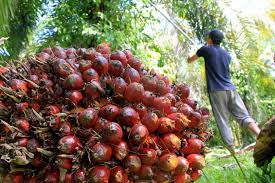 Tumbuhan ini digunakan dalam usaha pertanian komersial untuk memproduksi minyak sawit. Harga Tandan Buah Sawit Rendah Petani Kelapa Sawit Menjerit