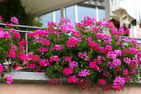 春のベランダガーデニング】ハンギングでオシャレな見映えに！オススメの花6選、高低差がポイント｜Infoseekニュース