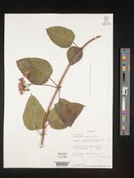 Image result for Clerodendrum tricholobum