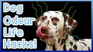 A spray of white vinegar and water in equal parts helps dissipate a wet dog smell quickly. How To Get Rid Of Dog Smell From Your Home Dog Odour Life Hacks Youtube