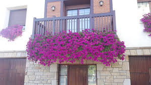 Plantas colgantes de balcon plantas colgantes para balcones balcones verdes from si quieres colocar una planta, elige plantas colgantes. Surfinias La Planta Colgante Con Una Floracion Espectacular
