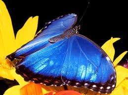 Blue Morpho Butterfly Blue Morpho Butterfly Blue Morpho Morpho Butterfly