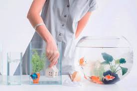 Pembayaran mudah, pengiriman cepat & bisa cicil 0%. 5 Jenis Ikan Hias Air Tawar Yang Mudah Dipelihara Berkeluarga