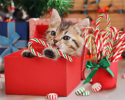 Image result for xmas greetings images