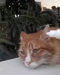 The Universe Is You Cats Animals Animal Pictures