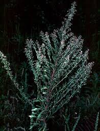 Image result for Conyza limosa