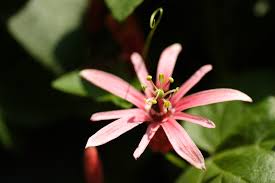 Image result for Passiflora sanguinolenta