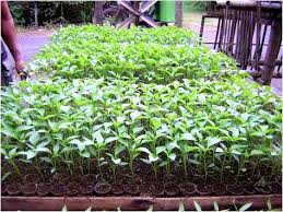 Salam sukses by admin majuberkah.com. Pusat Distributor Grosir Eceran Jual Bibit Tanaman Langka Murah Online Di Kota Kabupaten3 Samudrabibit Com