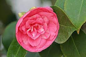 Pin On Special Flowers In The World
