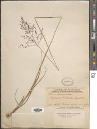 Image result for Stanfieldiella imperforata