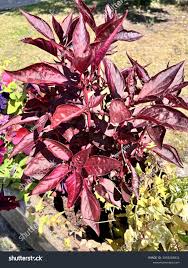 Image result for Iresine