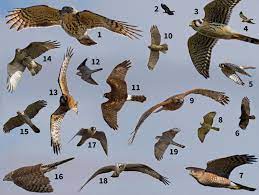 Broad, rounded wings and a very long tail. Identify Raptors In Flight Audubon