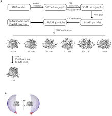 Dorai & co selangor, malaysia. Molecular Mechanism Of The Orai Channel Activation Biorxiv