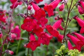 Firecracker penstemon other common names: How To Grow Penstemons Bbc Gardeners World Magazine