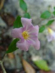 Image result for Mostuea