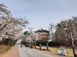 Berbicara tentang drama korea selatan tentu tak lepas dari tempat syutingnya yang menarik perhatian. Foto Pesona Bunga Sakura Di Taman Seoul Korea Selatan Kumparan Com