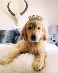 Check spelling or type a new query. 35 Fur Babies D Ideas Dog House Diy Dog House Dog Houses