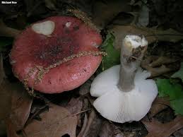 Image result for Russula polyphylla