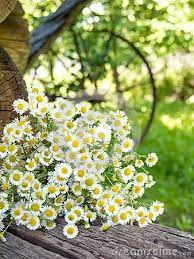 Daisy White Yellow Eye Flowers On The Summer Blurred Rustic Garden Vertical Background Flowers Daisy Flower Rustic Gardens