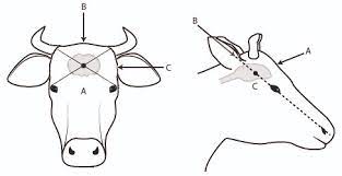 Humane Killing Of Cattle Business Queensland