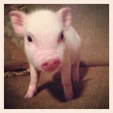 Mini Pig Mini Pigs Baby Pigs Cute Pigs