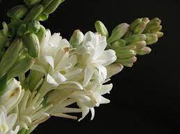 Alamodeus Nasal Passion Tuberose Bunga
